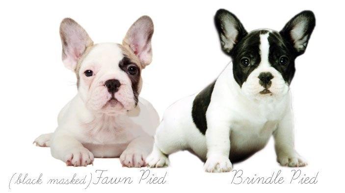 FRENCH BULLDOG COLORS AND MARKINGS: Frenchie Color Genetics and Health