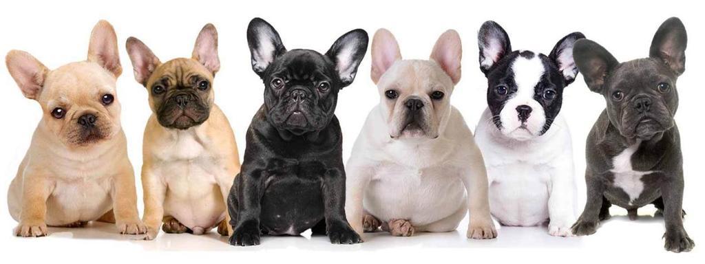 Allowed and Disallowed French Bulldog Colors in the United States