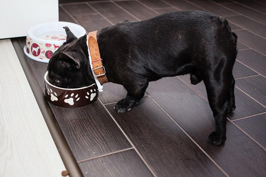 How to Understand French Bulldog Food Labels and Find the Bad Ingredients