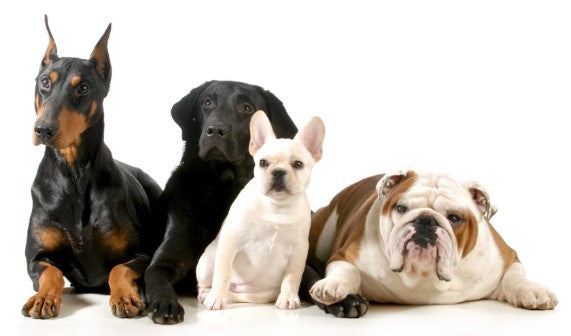 FRENCH BULLDOG TOPS THE CHART IN NEW YORK AND HOUSTON, 4TH IN U.S. - AKC Reports