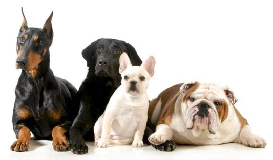 FRENCH BULLDOG TOPS THE CHART IN NEW YORK AND HOUSTON, 4TH IN U.S. - AKC Reports