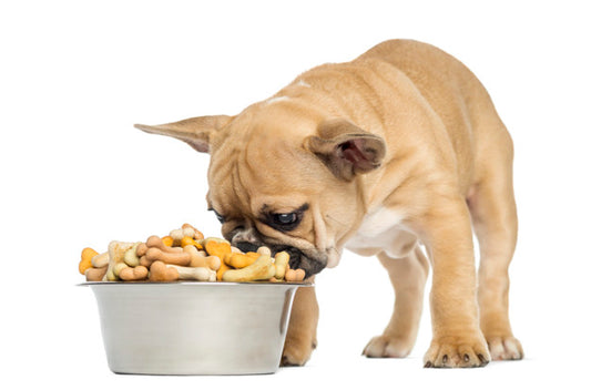 BEST FOODS FOR FRENCH BULLDOGS DURING SUMMER
