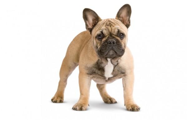 5 Reasons People are Wild for Frenchies