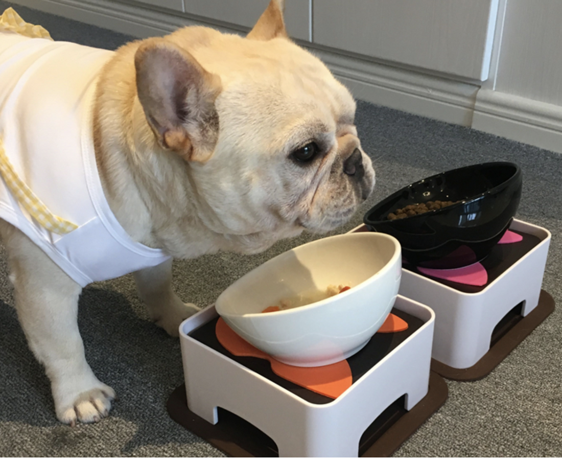 9 Things You Should Avoid So That Your Frenchie Will Be Happy and Healthy