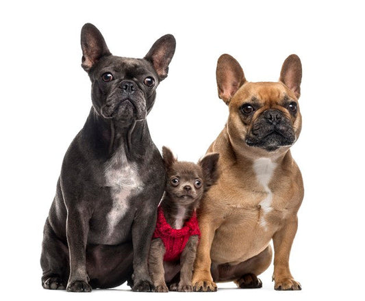 How Do French Bulldogs Give Birth?