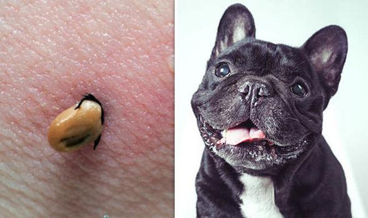 FRENCH BULLDOG AND TICKS: Types and Species