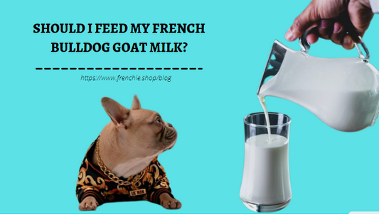 Should I Feed My French Bulldog with Goat Milk?