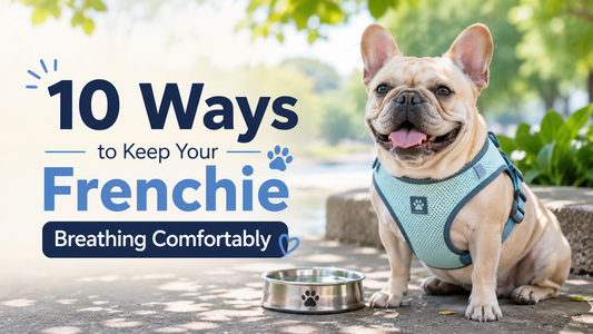 10 Ways to Keep Your Frenchie Breathing Comfortably