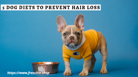 5 Dog Diets to Prevent Hair Loss