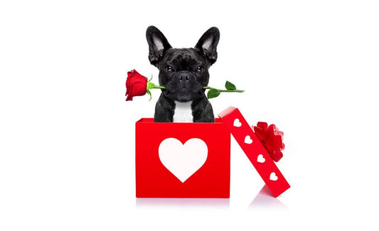 FRENCH BULLDOG VALENTINE’S GIFT IDEAS FOR TRUE FRENCHIE LOVERS