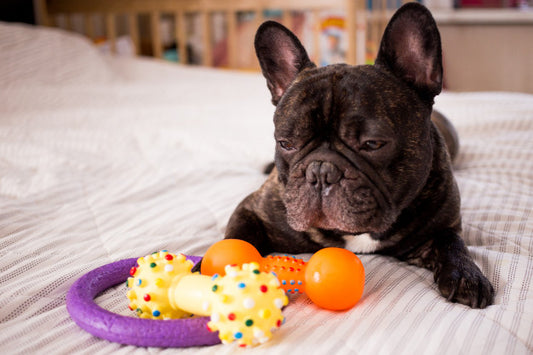 Five Common Dog Toy Mistakes to Avoid