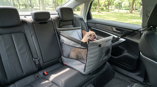 How To Travel with a French Bulldog Safely in a Car
