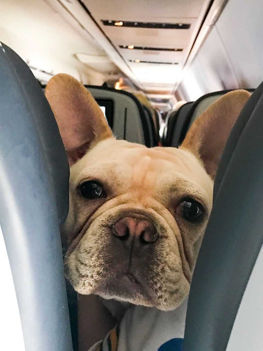 HOW TO SAFELY FLY WITH YOUR FRENCH BULLDOG