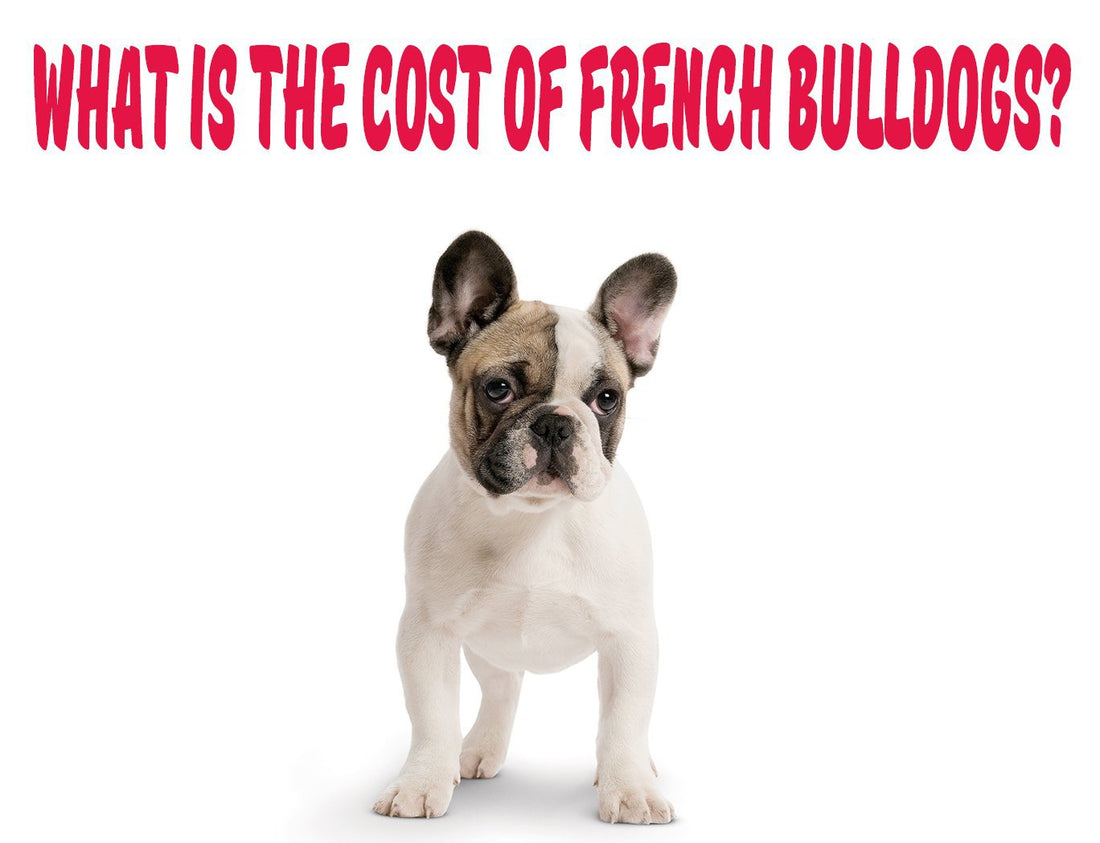What is the Cost of French Bulldogs?