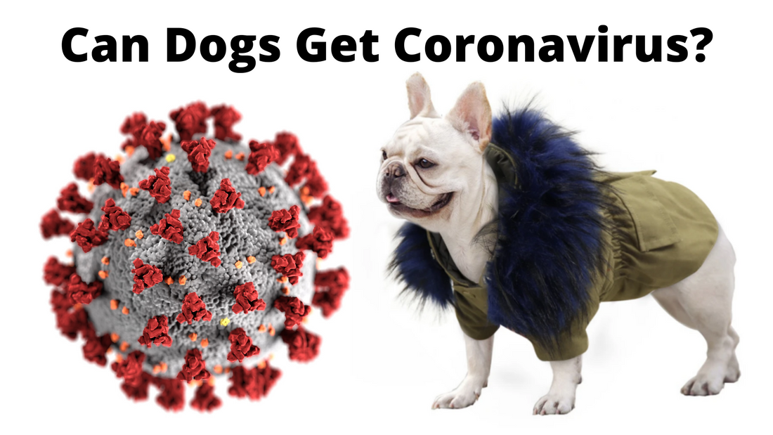 FRENCH BULLDOGS AND COVID-19: Can Dogs Get Coronavirus?