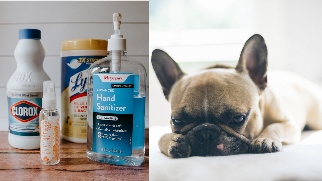 Is it healthy to Use Hand Sanitizers on French Bulldogs?