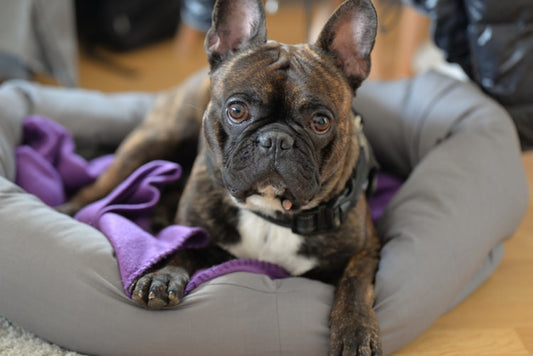 READER’S REQUEST SERIES (2): Battling with French Bulldog Pollen Allergies?