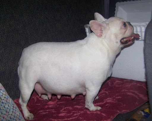 French Bulldog Pregnancy Guide for Frenchie Owners