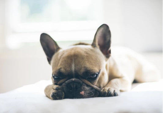 What to Look for When Buying a French Bulldog Puppy