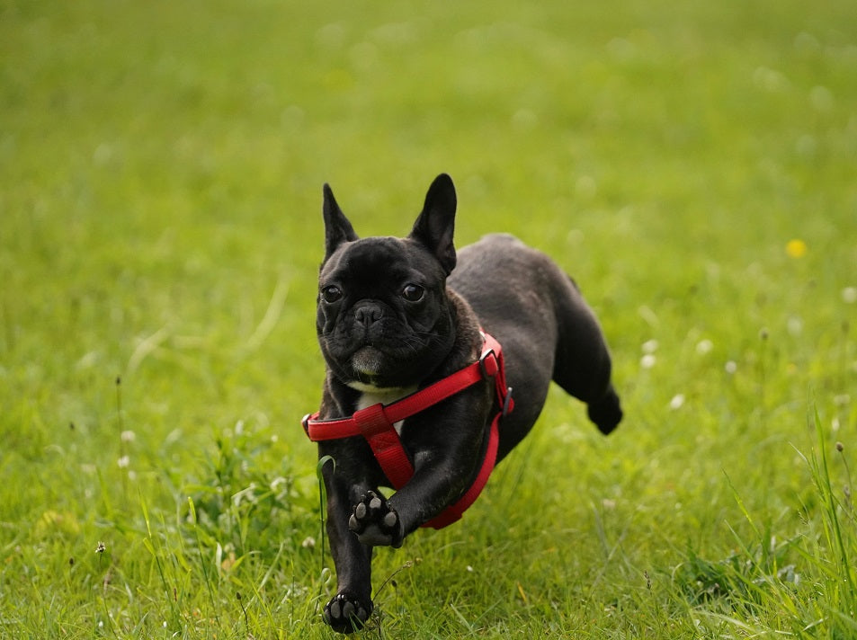 WHAT YOU NEED TO KNOW ABOUT FRENCH BULLDOG BREATHING
