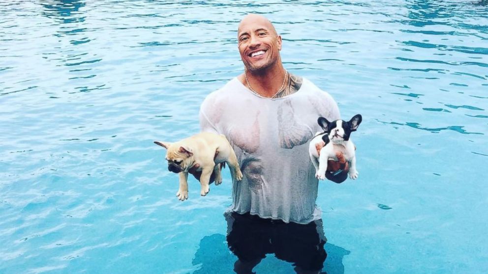 11 HOLLYWOOD CELEBRITIES WHO OWN FRENCH BULLDOGS