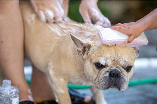 The Best Advice I Got for My French Bulldog