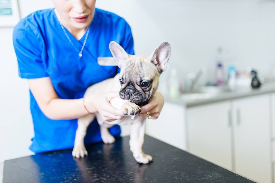 What is The Healthy French Bulldog Weight?