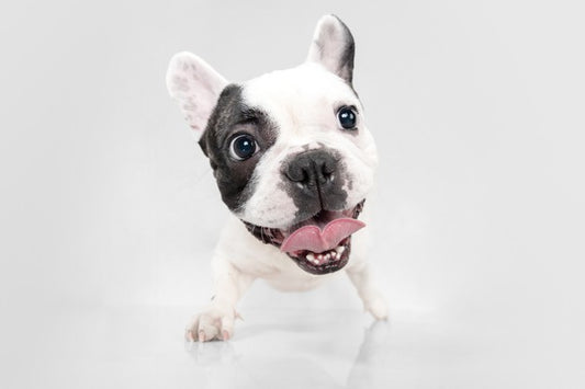 How is Grooming a White French Bulldog Different from Other Colors?