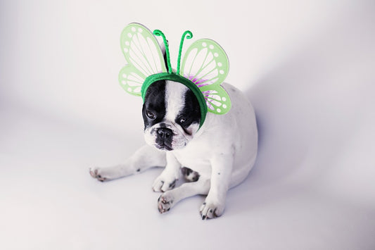 What You Didn't Know About White French Bulldogs