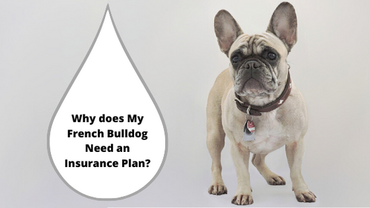 Why does My French Bulldog Need an Insurance Plan?