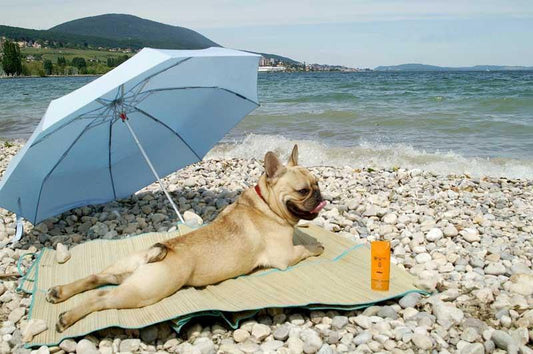 HOW TO PREVENT YOUR FRENCHIE FROM OVERHEATING DURING SUMMER