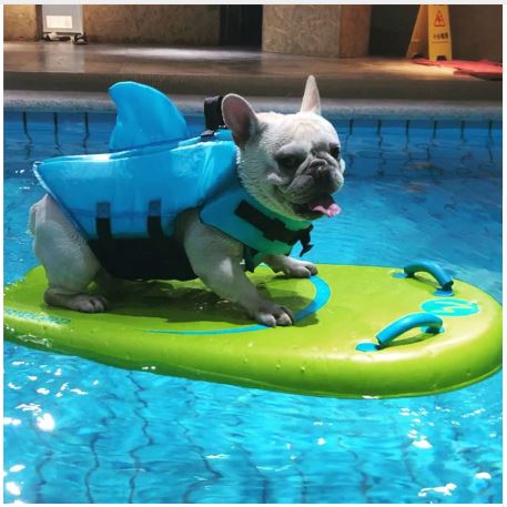 TOP 7 SUMMER PRODUCTS EVERY FRENCH BULLDOG OWNER SHOULD HAVE (2021 UPDATE)