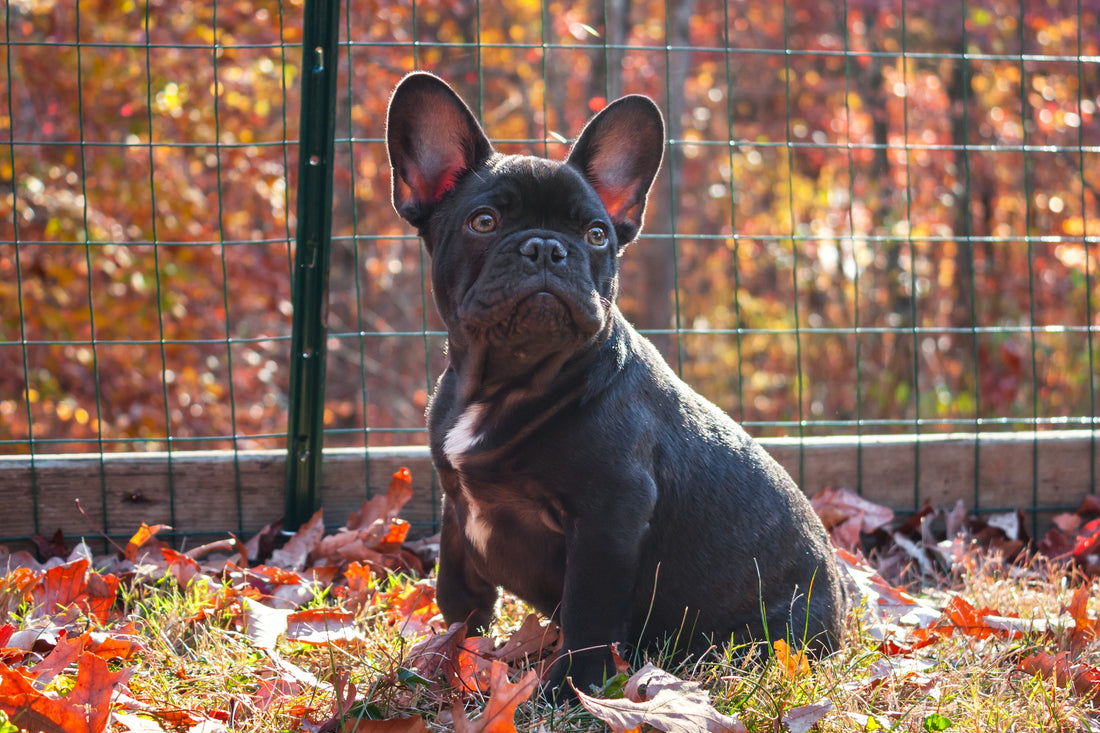 7 SIGNS THAT YOUR FRENCH BULLDOG IS DEPRESSED