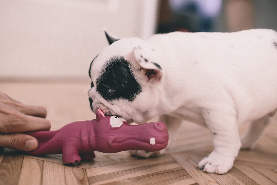Toys that are safe or unsafe for French Bulldogs