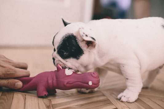 Toys that are safe or unsafe for French Bulldogs
