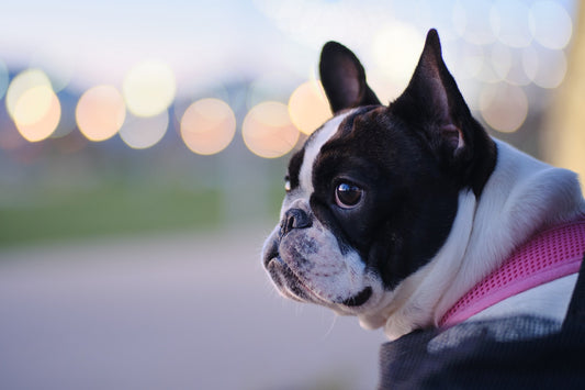 CAN FRENCH BULLDOGS HAVE AUTISM?