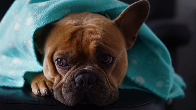 Common French Bulldog Health Risks (Outdoors) During Winter