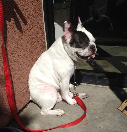 READER’S REQUEST SERIES (1): Simple Solutions to French Bulldog Unpleasant Smell