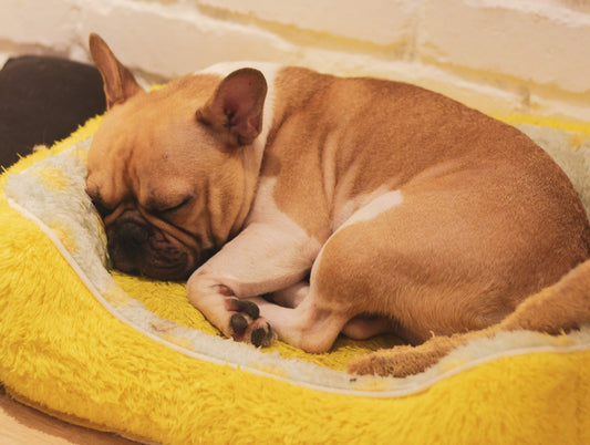 6 Best beds for French bulldogs in 2023