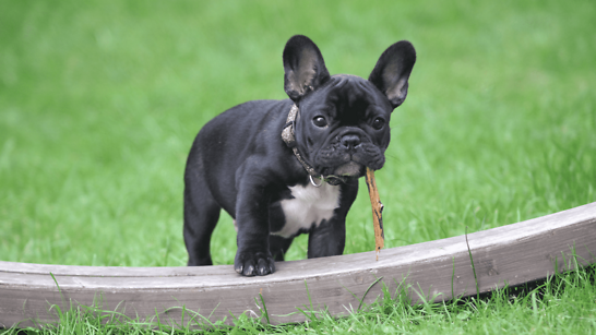 Top 4 Toys to Keep Your French bulldog Entertained All Day