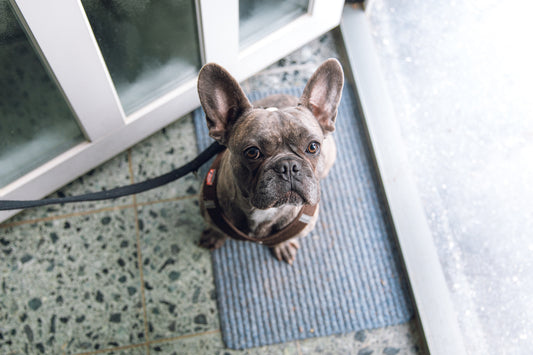 7 Best French bulldog Rugs for Your Home
