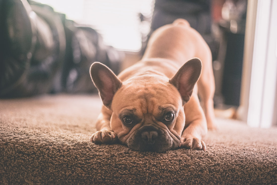 6 Tips to Trim Your French bulldog Nails At Home