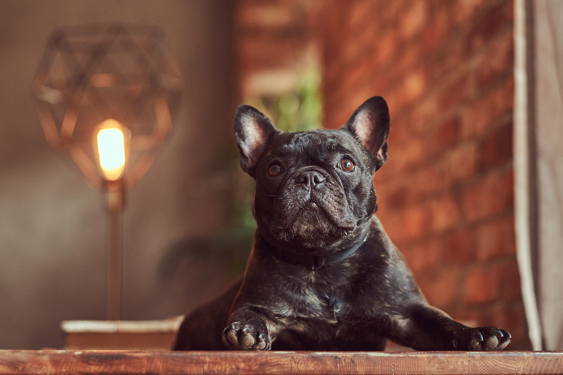 6 Ways To Help French Bulldog With Arthritis