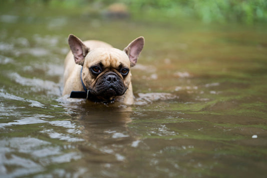 Can French Bulldog Swim?
