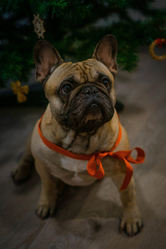 Can Other Dog Breeds Get My French Bulldog Pregnant?