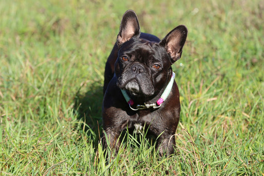 Training Tips For French Bulldogs