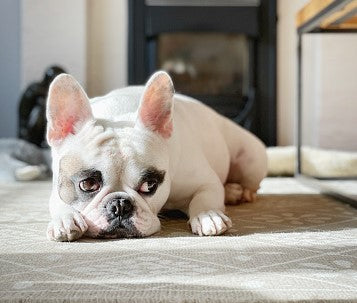 Why Do French bulldogs Eat Poop?