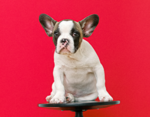 How Can I Make My French bulldog Smell Good All the Time?