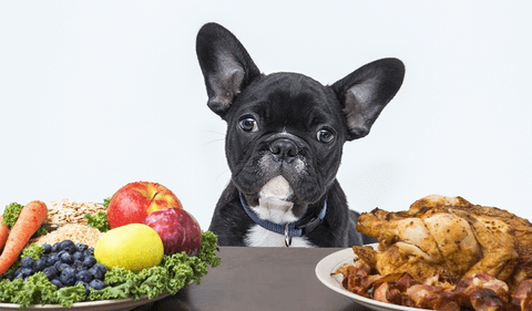What is the Best Food for French Bulldogs?