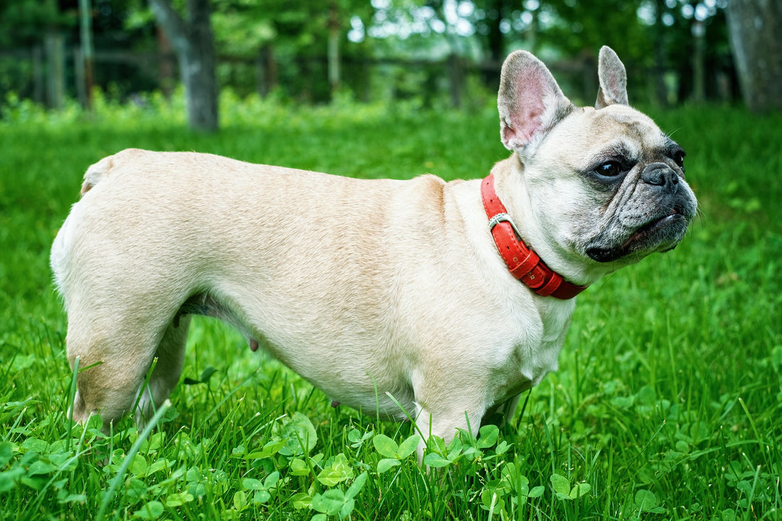 Do French Bulldogs Shed?